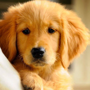 Meet your Posher, Oluseyi